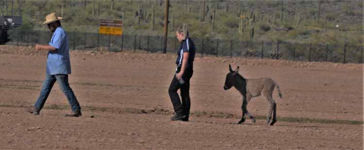 baby burro